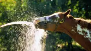 Dehydration bei Pferden erkennen und richtig handeln