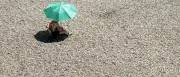 Deutschland bleibt ausgeprägte Hitzewelle erspart – bis zu 36 Grad