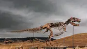 Dinosaurierfossil „Gus“ erzielt Rekordpreis von 50 Millionen Dollar bei Auktion