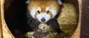 Doppeltes Pandaglück: Zwei Rote Pandababys im Tiergarten Kleve geboren