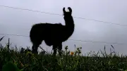 Drei Lamas bei Brehme ausgebüxt: Polizei findet Tiere auf Straße