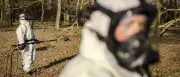 Eichenprozessionsspinner in Dänemark: Panik vor den „Höllenraupen“
