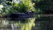 Eichenprozessionsspinner: Sperrungen im Spreewald teilweise aufgehoben