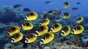 El Niño bedroht Great Barrier Reef: Kollaps des Ökosystems befürchtet