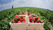 Erdbeeren im Hitzestress: Kleinere Früchte und steigende Preise im Südwesten