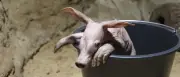 Erdferkel-Nachwuchs im Berliner Zoo: Kleiner Höhlenkobold geboren
