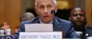 Erneute Debatte um Corona-Ursprung: Fauci beruft sich auf Schweigerecht
