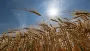 Erneute Hitzewelle in Hessen: Bis zu 39 Grad am Donnerstag erwartet