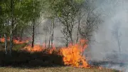 Erneuter Waldbrand in Jüterbog auf acht Hektar ausgeweitet
