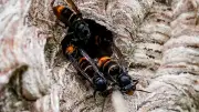 Erster Einsatz gegen Asiatische Hornisse in Brandenburg
