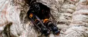 Erster Spezialeinsatz gegen Asiatische Hornisse in Brandenburg