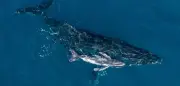 Erstmals Drohne filmt Geburt eines Buckelwals vor Australien