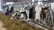 Erzeugerpreise in der Landwirtschaft fallen so stark wie seit elf Jahren nicht
