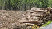 EU-Kommission lockert Waldschutz: Rinderhäute von Regeln ausgenommen