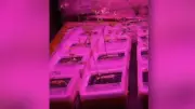 Experiment auf der ISS: Rosa Licht soll Pflanzen widerstandsfähiger machen