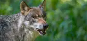 Expertin über Wolfsangriff in Italien: So schützen Sie Ihren Hund