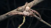 Fast 13 km/h: Ist die Jungle Huntsman Spider die schnellste Spinne der Welt?