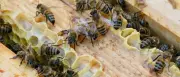 Faulbrut bei Bienen: Sperrbezirk in Wittstock/Dosse eingerichtet