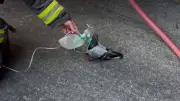 Feuerwehr in Oakland rettet Taube mit Sauerstoffmaske