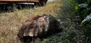 Feuerwehr rettet 30 Kilo schwere Spornschildkröte nahe Augsburg