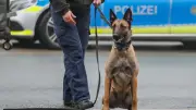 Fährtenhund Spejbl spürt vermissten Pflegeheimbewohner auf Feld auf