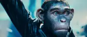Filmtipps zum Wochenende: Robbie Williams als Affe, Spider-Man und mehr