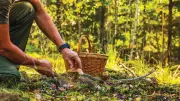 Foraging-Trend: Wildkräuter sammeln begeistert immer mehr Gartenfans