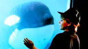 „Free Willy“-Neuauflage: Hollywood-Comeback mit Russo-Brüdern