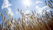 Frühe Ernte in Niedersachsen: Hitze mindert Weizenqualität