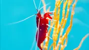 Garnele oder Scampi? Der biologische Unterschied bei Krebstieren