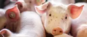 Geestferkel insolvent: Warnsignal für Schweinehaltung