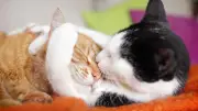 Gegenseitiges Katzenputzen: Studie zeigt, wann es Freundschaft bedeutet und wann nicht