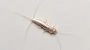 Geisterfischchen in der Wohnung erkennen und bekämpfen