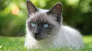 Genetischer Trick bei Hitze: Katzen ändern ihre Fellfarbe