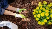 Gesunde Beete: Diese Rindenmulch-Alternativen schonen den Boden