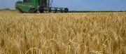 Getreideernte in Deutschland gestartet: Bauern fürchten Ertragsverluste