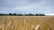 Gewitter und Starkregen beenden Hitze in Berlin und Brandenburg