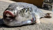 Gift-Alarm: Silberwangen-Kugelfisch im Mittelmeer kann tödlich sein