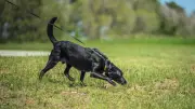 Giftköder: So schützen Sie Ihren Hund im Ernstfall richtig