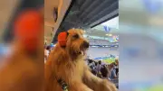 Goldendoodle Brodie stiehlt bei WM-Spiel in Miami alle Show