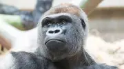 Gorilla-Tragödie im Basler Zoo: Silberrücken Yeba tötet zwei Artgenossen