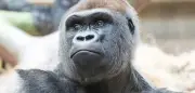 Gorilla-Vater beißt Baby tot: Mutter trägt toten Nachwuchs weiter