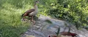 Grau- und Nilgänse: Wie sehr verschmutzen sie Potsdams Badeseen?
