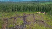 Grün-Feucht-Kühl-Index: Sachsens Natur verliert Schutzfunktion gegen Wetterextreme