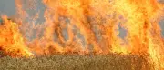Großer Flächenbrand bei Rheinsberg: Feuerwehr löscht 90 Hektar Weizenfeld