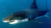 Größter Weißer Hai des Atlantiks schwimmt auf US-Urlaubsküste zu