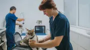 Guten Tierarzt erkennen: Kriterien für Fachwissen und Einfühlungsvermögen
