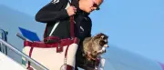 Haaland mit Waschbär-Souvenir: 88.000 feiern Norwegens WM-Rückkehr