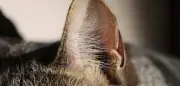Hakenkreuz am Katzenohr: Polizei ermittelt in Bad Mergentheim