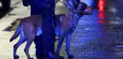 Hamburg: Polizistin nach Hundeattacke zu Bewährungsstrafe verurteilt